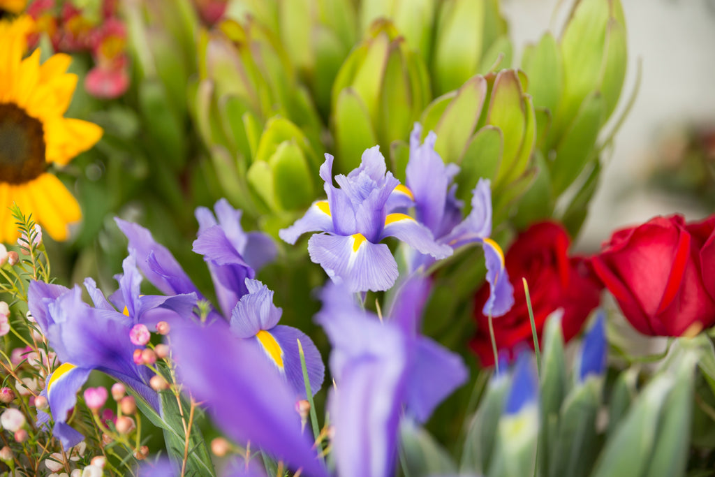 El Significado del Color de las Flores